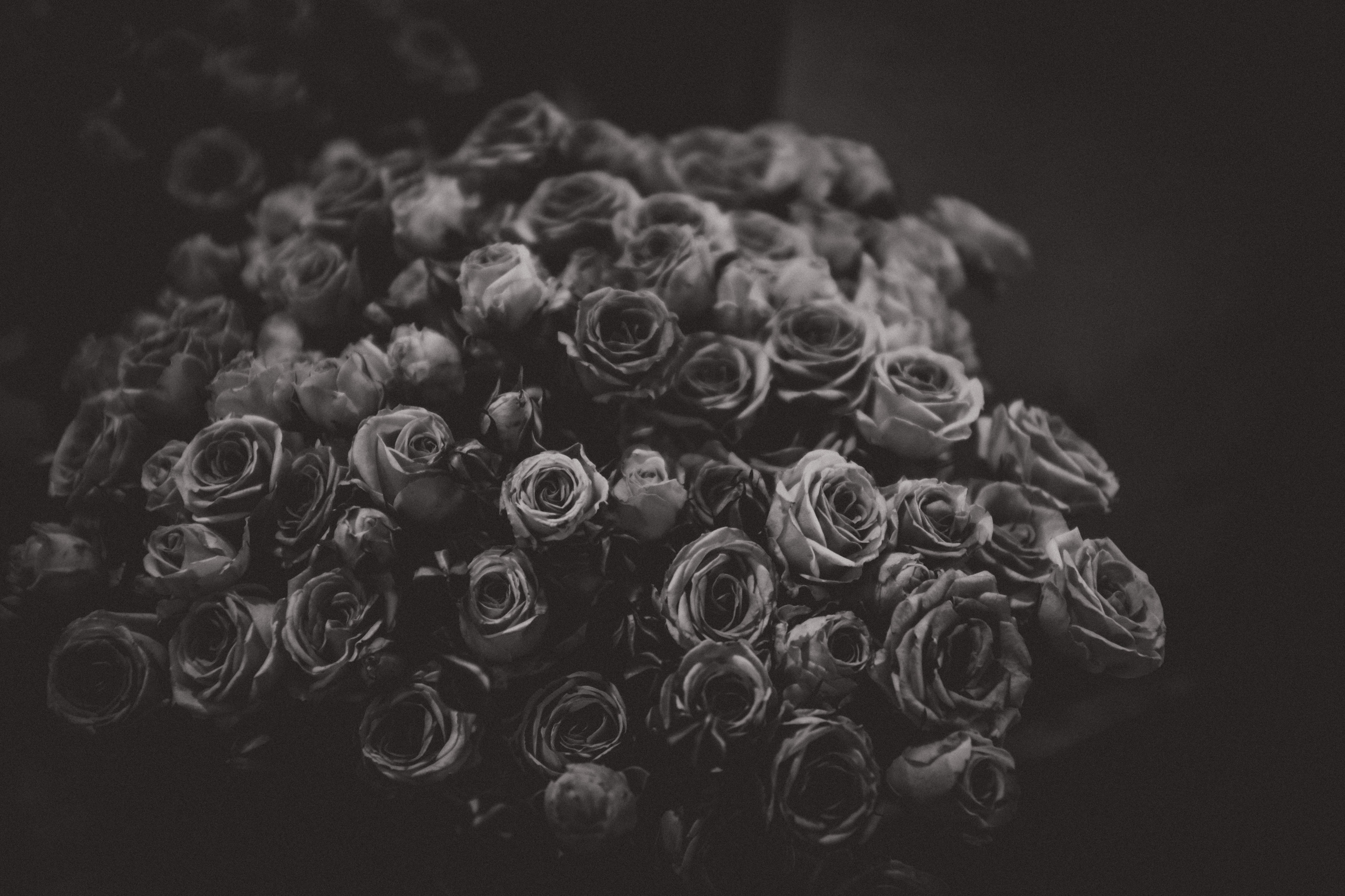 Roses (Black and White) - Notice the Space