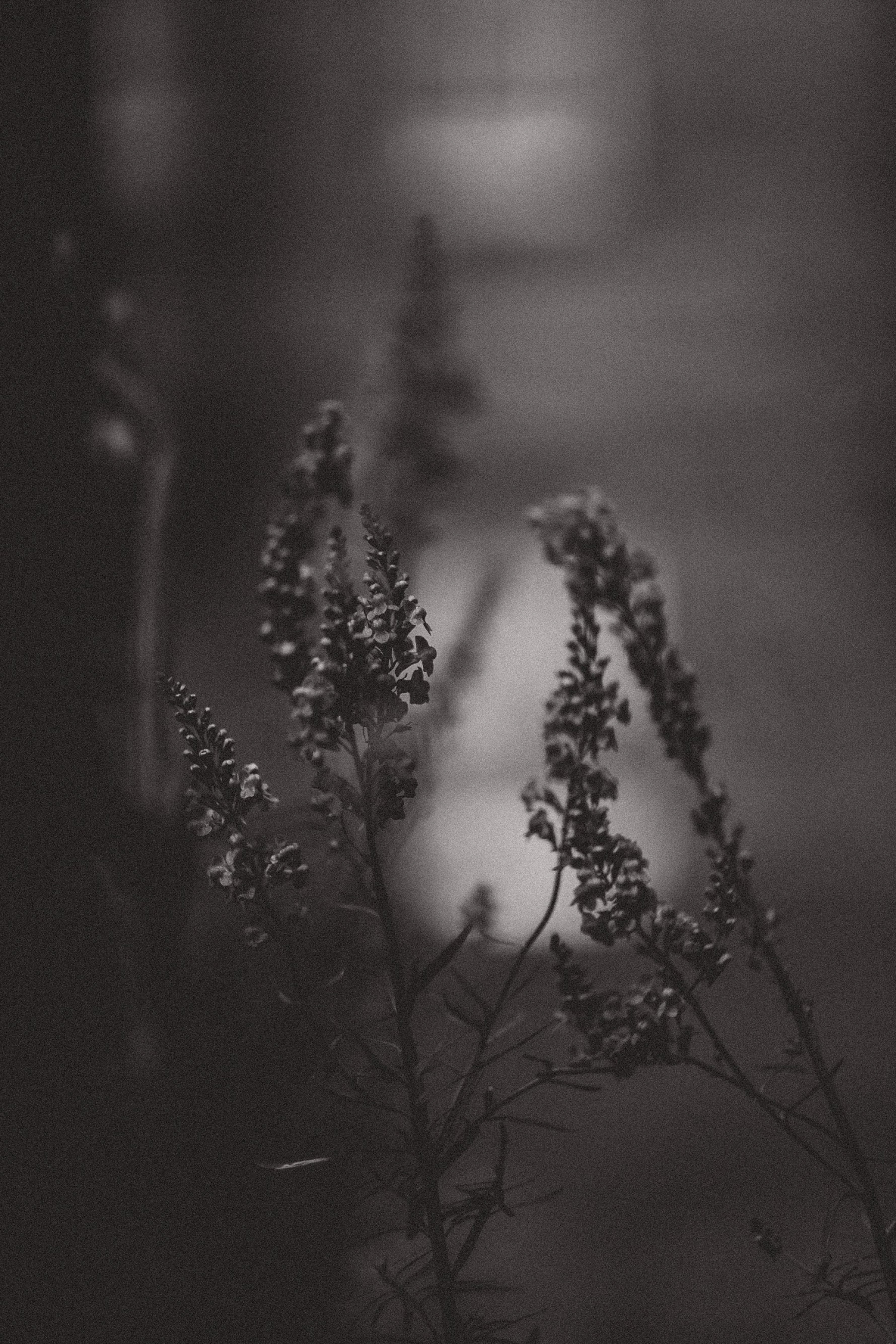 Lavender and Light - Notice the Space