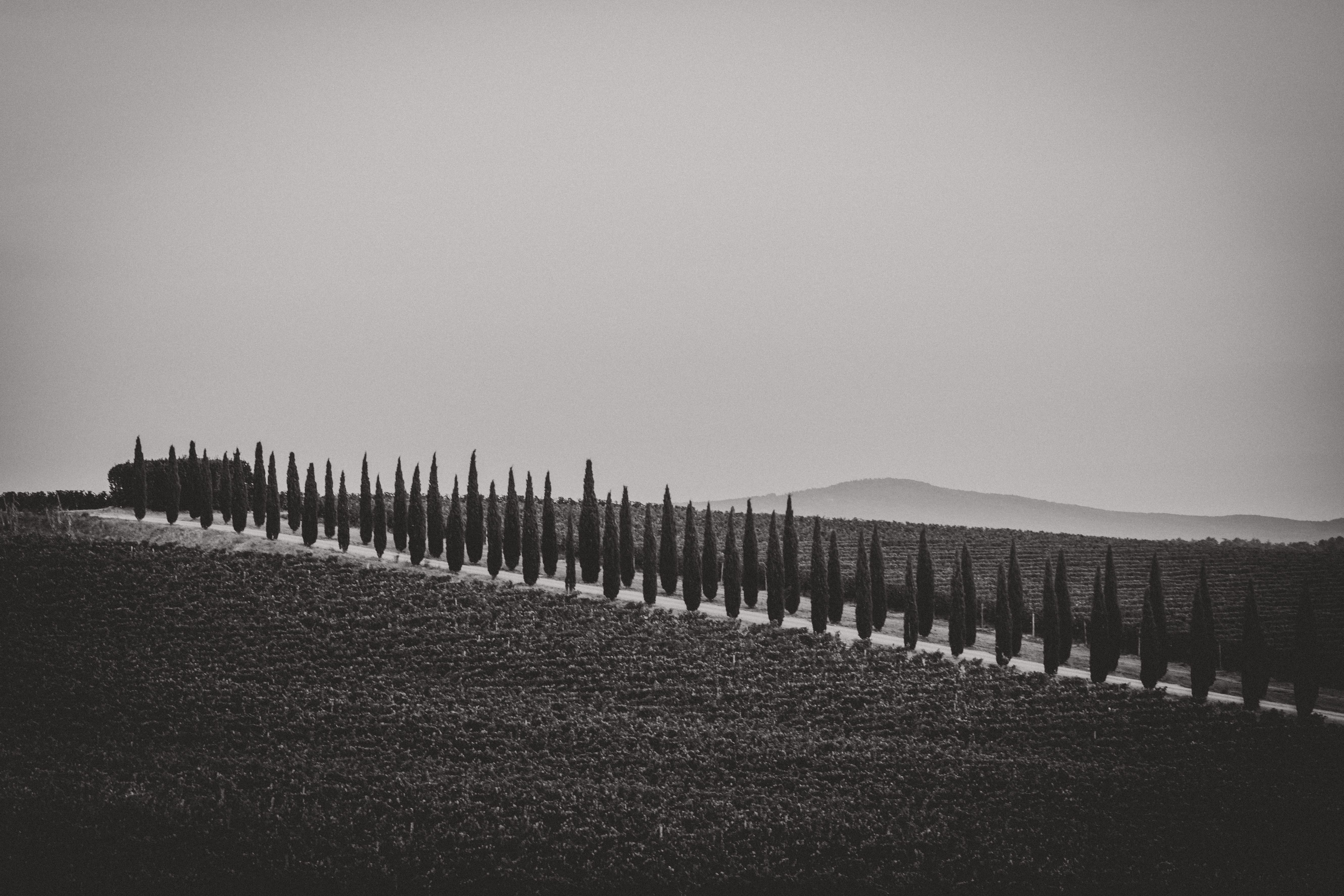 A Tuscan Landscape