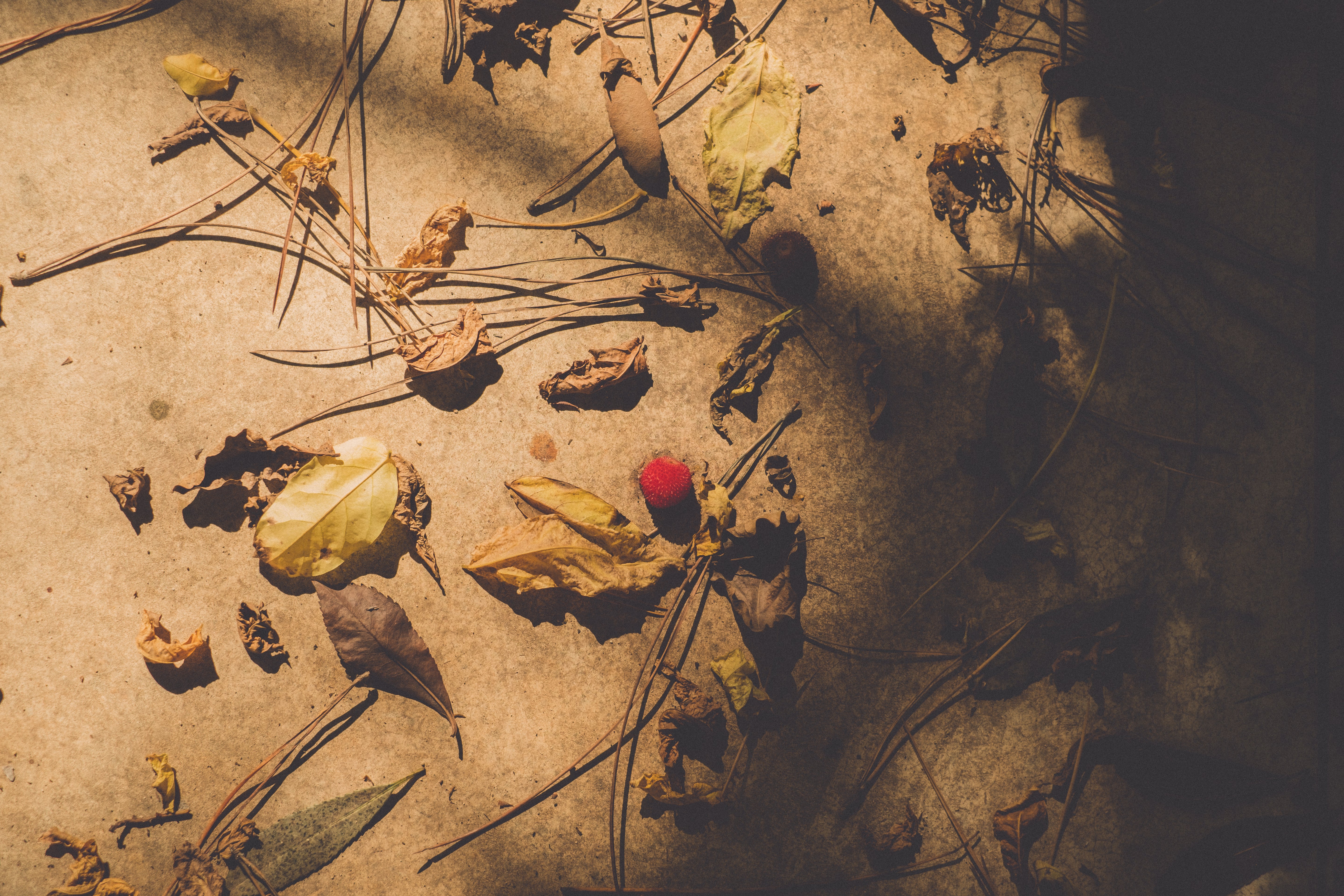 Still Life - fallen leaves