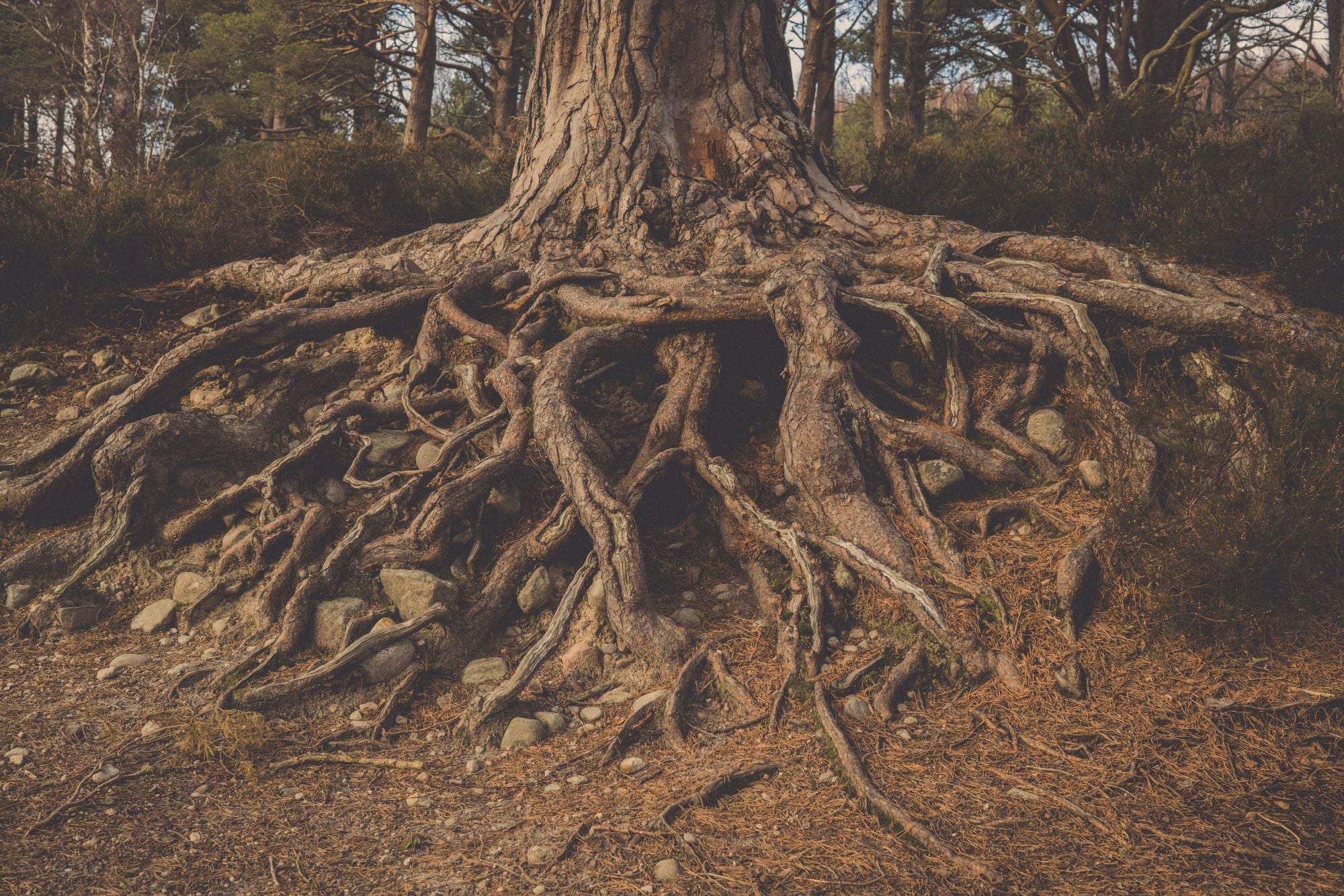 Tree roots