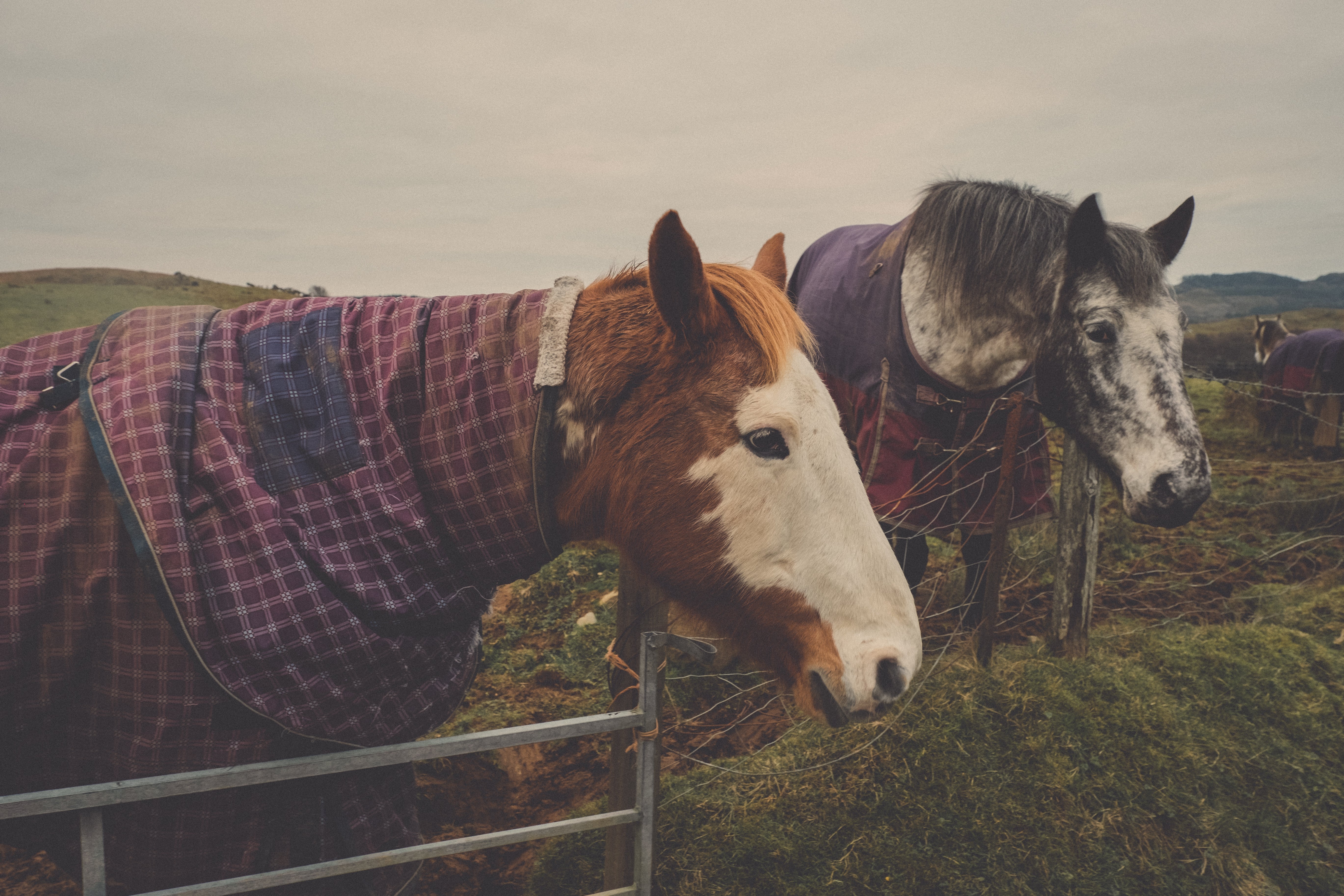 Horses on our walk in Ardfern - Notice the Space