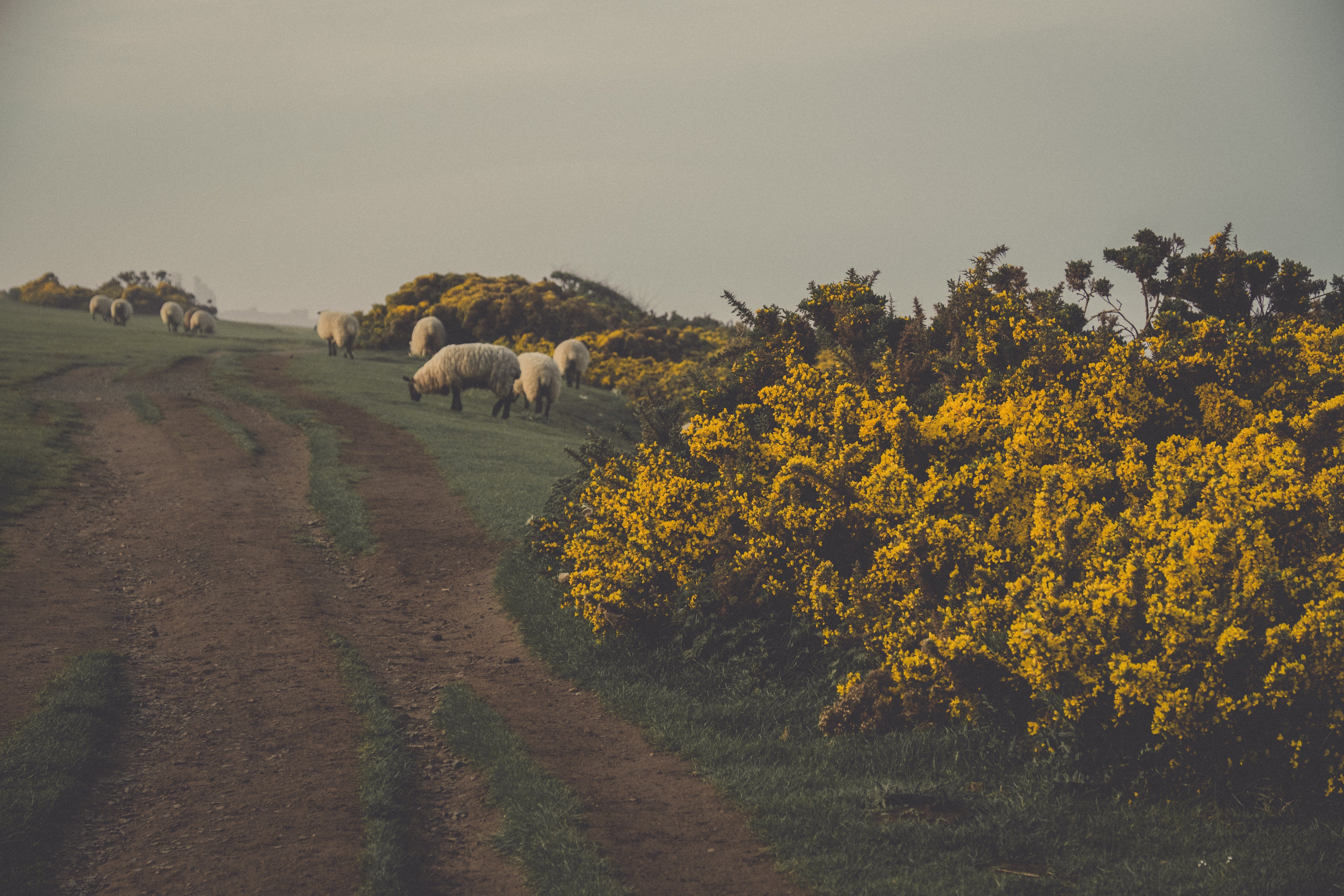 Sheep and Sea Buckthorn - Notice the Space