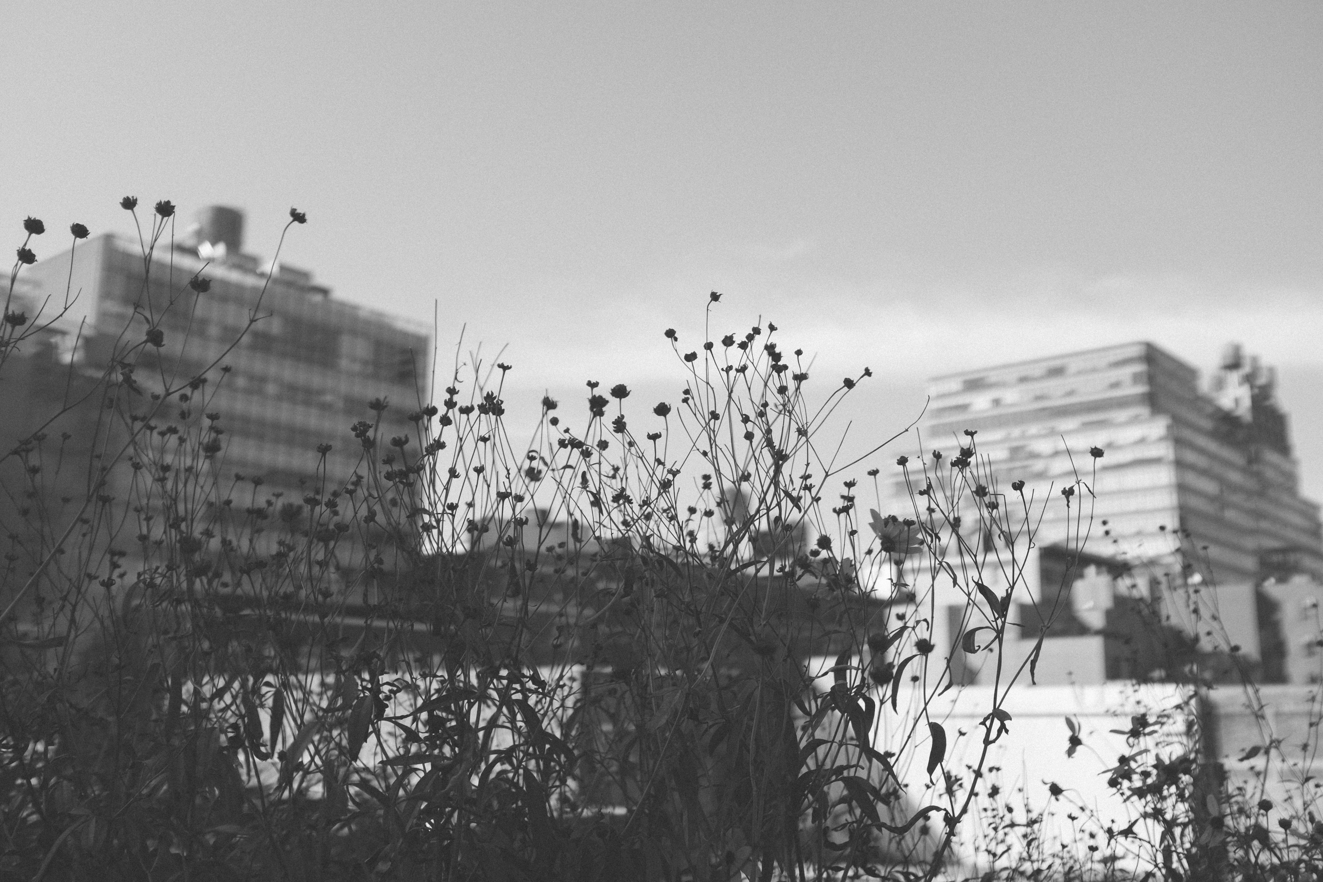 Looking through the wildflowers on the High Line - Notice the Space